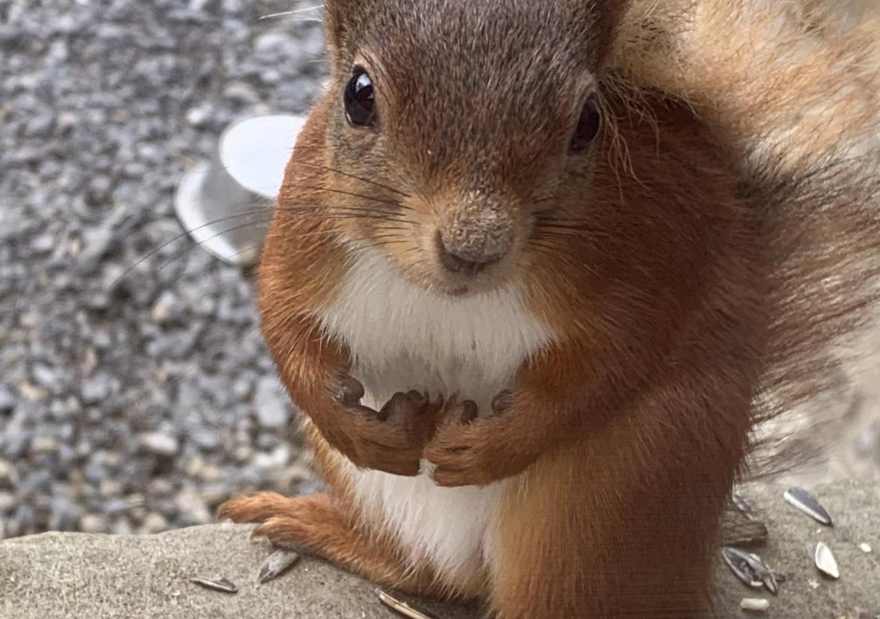 Red Squirrel Cottage Hawes Luaran gambar