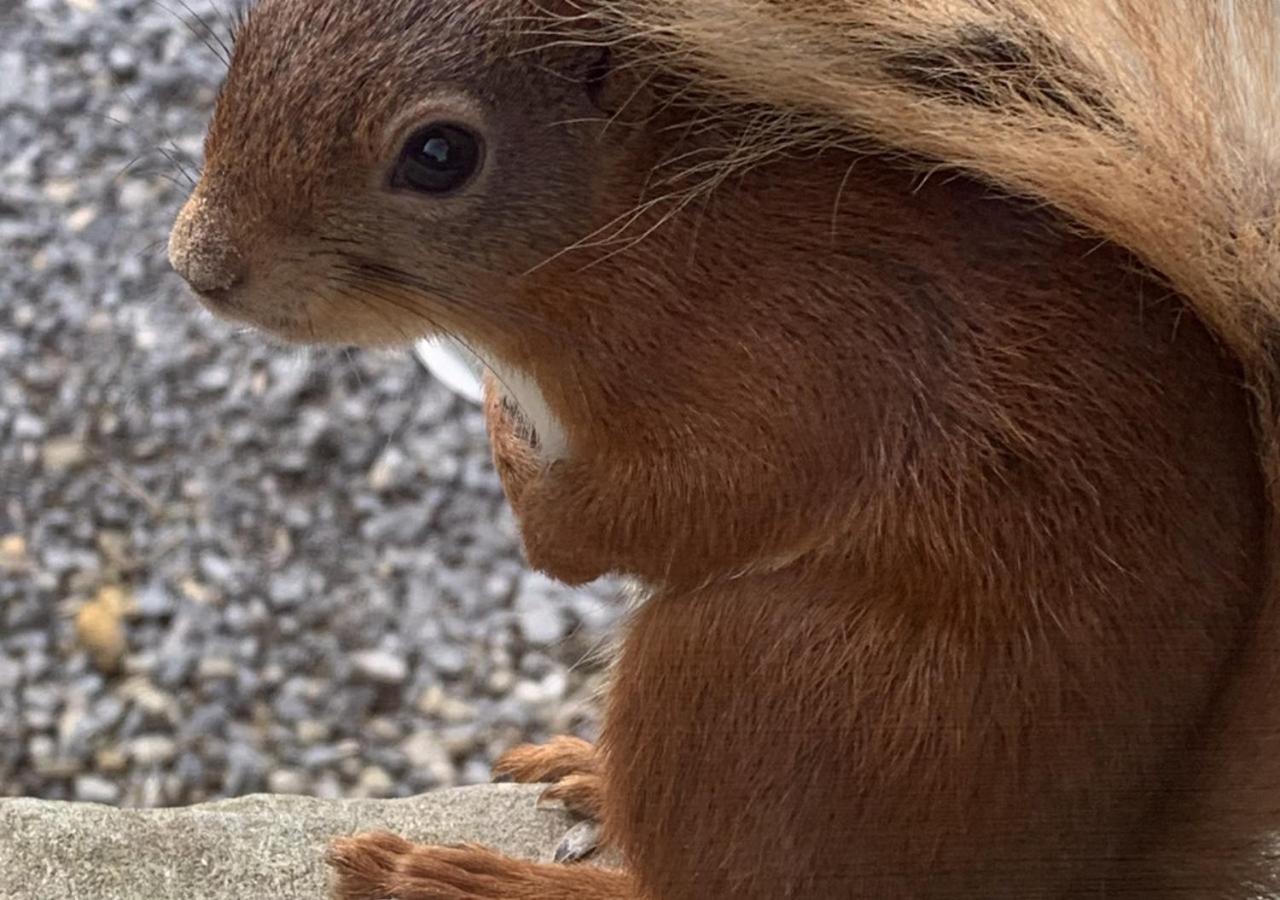 Red Squirrel Cottage Hawes Luaran gambar