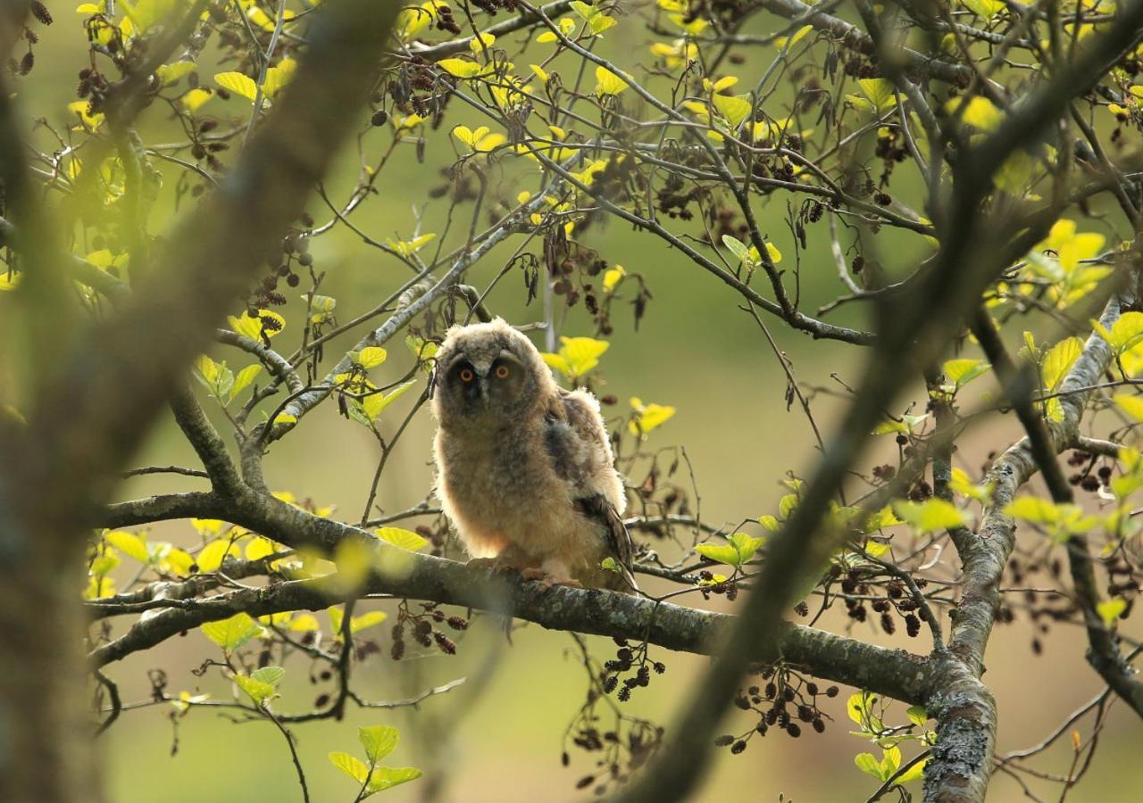 Red Squirrel Cottage Hawes Luaran gambar